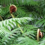 Polypodium leucotomos diminuisce la proliferazione delle cellule epidermiche e la capacità antiossidante del plasma nei topi nudi