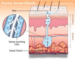 eccrine-sweat-glands-2