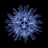 La sovra-espressione di Wnt10 mediata dall'adenovirus induce la rigenerazione del follicolo pilifero dei capelli.