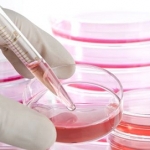 Cellule umane usate per testare cosmetici cruelty-free