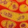 La tossina botulinica di tipo A ha un effetto antimicrobico diretto?