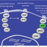 Identificazione di un nuovo complesso mutazionale di BRAF associato ad una maggiore risposta clinica al vemurafenib in un paziente con melanoma metastatico