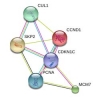 Il ruolo di AHI1 e CDKN1C nella progressione del linfoma cutaneo a cellule T
