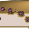 Efficacia terapeutica dei nanoliposomi caricati con epigallocatechina gallato, contro l'infezione della ferita da ustione da parte di Staphylococcus aureus resistente alla meticillina