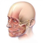 La tossina botulinica per migliorare la simmetria facciale inferiore nella paralisi del nervo facciale