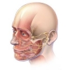 La tossina botulinica per migliorare la simmetria facciale inferiore nella paralisi del nervo facciale