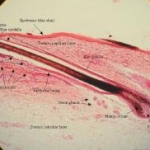 Vie di segnalazione del follicolo pilifero: un approccio centrato sulla papilla dermica