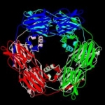 Ruolo centrale della proteina da shock termico 70 inducibile nella vitiligine autoimmune