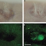 L'espressione dell'istidina decarbossilasi influenza la neo-follicologenesi nelle cellule dermiche di topi neonati