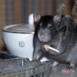 La nicotina influenza la guarigione delle ferite cutanee nei topi stressati