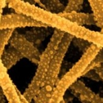 Tessuti a nanofibre attivate dalla luce esercitano effetti antibatterici nel contesto della guarigione di ferite croniche.