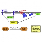 Individuata la proteina P-rex1 come la chiave di volta per il movimento dei melanoblasti
