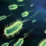 Dermatite atopica: il ruolo di probiotici e prebiotici 