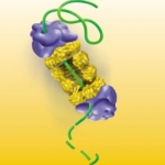Inibizione del proteosoma come nuovo meccanismo di attività proapoptotica dell'inibitore I della γ-secretasi, nel linfoma cutaneo a cellule T