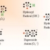 Impatto delle specie reattive dell'ossigeno nelle vie di segnalazione dei cheratinociti
