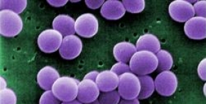 La colonizzazione cutanea da parte dello Staphylococcus aureus è promossa dalla distruzione della barriera e porta ad infiammazione locale