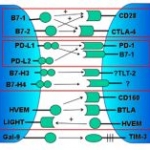 Potenziale terapeutico dell'attenuatore del linfocita B e T espresso sulle cellule T CD8+ per l'ipersensibilità da contatto
