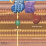 Ruolo della proteina traslocatrice nella crescita e progressione del melanoma
