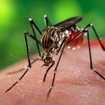 Le manifestazioni cutanee del virus Zika