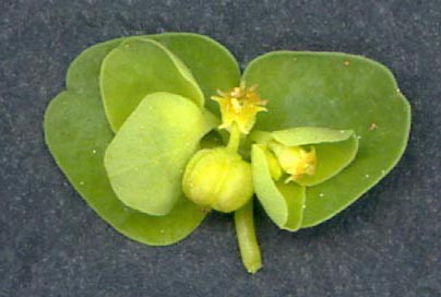 Euphorbia peplus 2