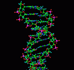 DNA oligonucleotide