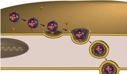 Epigallocatechin-Gallate-Loaded-Nanoliposomes