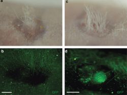 mouse-dermal-cells