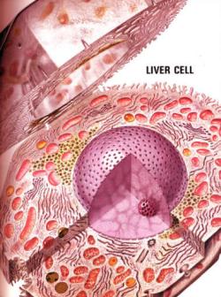 liver-cell