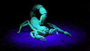 Scorpion-toxins