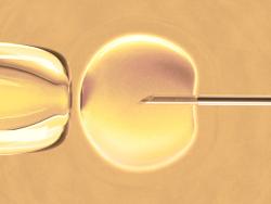 stem-cells-in-vitro