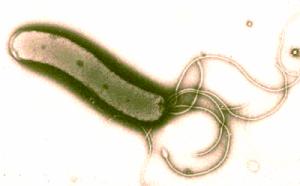 Helicobacter-pylori