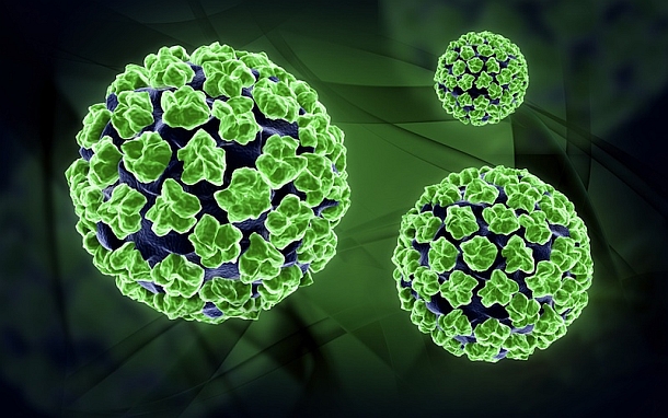 HPV virus structure